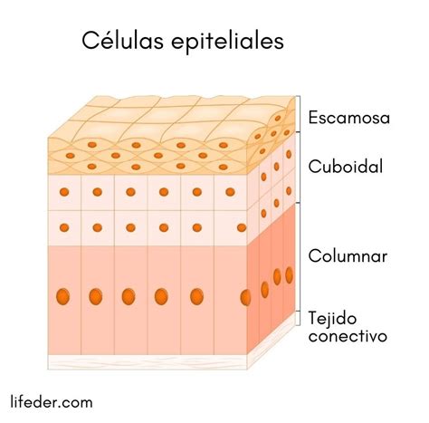 Células Epiteliales Qué Son Características Estructura Tipos Funciones