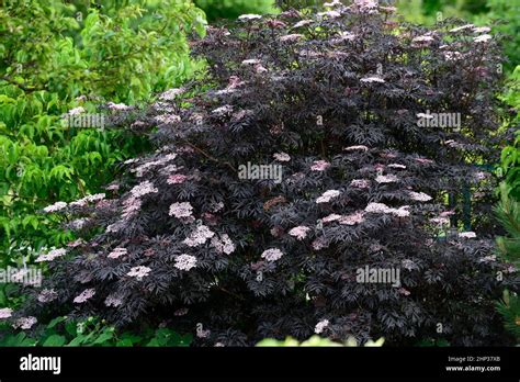 Sambucus Nigra Black Laceelderpink Flowersfine Black Foliageelderflowerornamental Tree