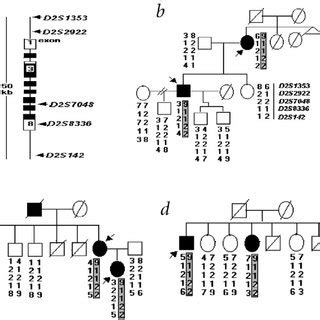 Haplotype analysis.Five haplotype markers (a) were used for genotypic... | Download Scientific ...