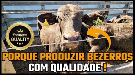 Porque Produzir Bezerros Qualidade Youtube