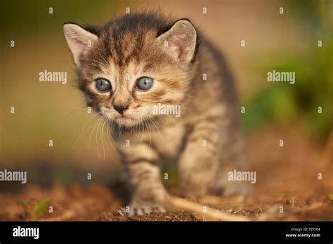 Domestic Cat House Cat Felis Silvestris F Catus Five Weeks Old