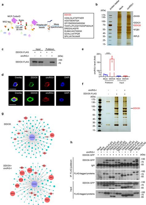 Circrig I Activates Ddx X Mediated Innate Immune Signaling A Workflow