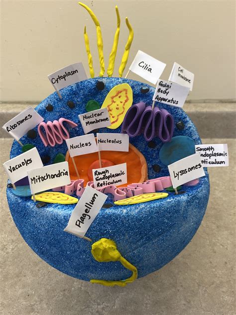 3d Plant Cell Model Project Ideas