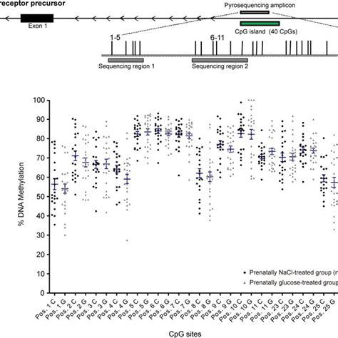 Leptin Receptor Lepr Schematic Illustration Of Sequence Map Of The