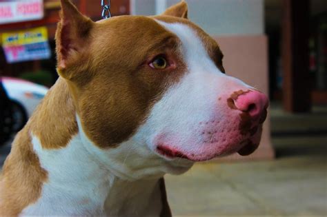 Perro Pitbull Suelto En La Calle A Mordido A Tres Ni Os Noticiero Del