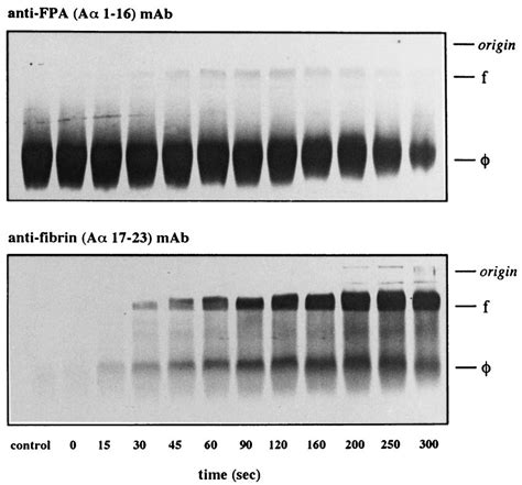 Western Blots Of Thrombin Fibrinogen Reactions Immunoprobed With