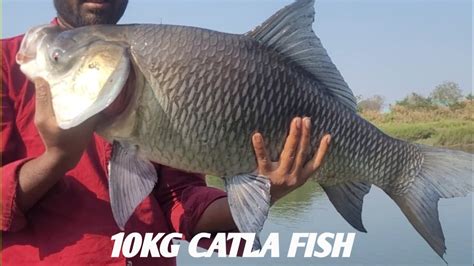 Big Catla Fish Hunting Big Katla Fish Catching Catla Fishing Videos