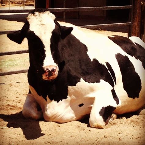 Cow At Farm Sanctuary Acton Ca