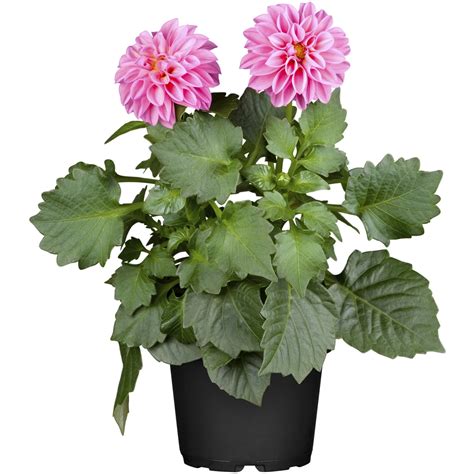 Garten Dahlie Topf Ca Cm Dahlia Kaufen Bei Obi