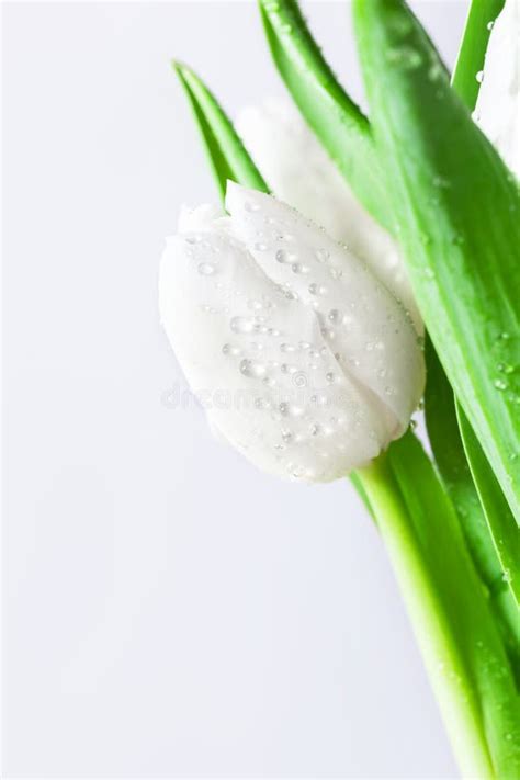 Fresh White Tulip With Water Drops Close Up On White Background Spring