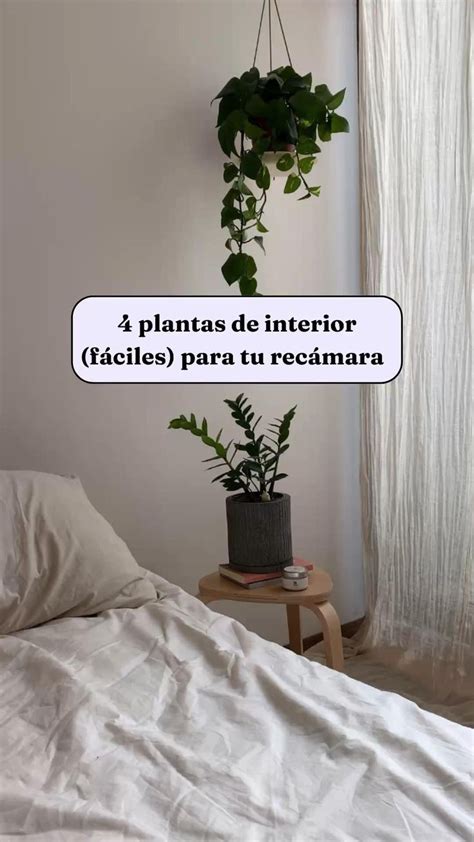 Plantas De Interior Para Tu Rec Mara Plantas De Interior