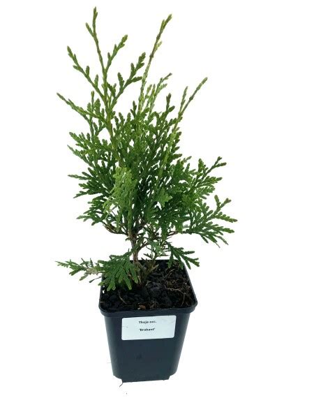 Leenders Plants Bv Thuja Occ Brabant