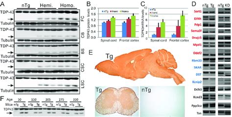 Transgene Expression In The Cns Of The Hemizygous Hemi And