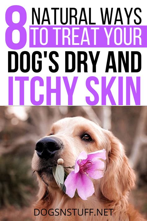 8 Natural Ways To Treat Dry And Itchy Skin In Dogs Dog Dry Skin