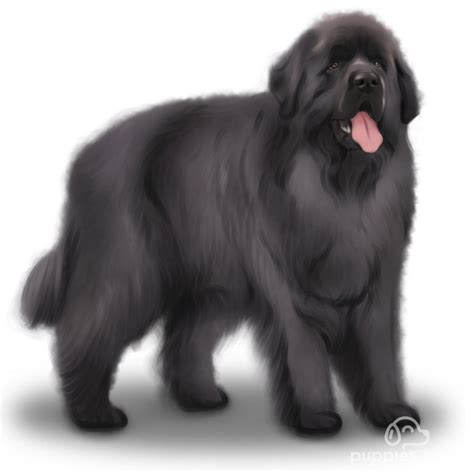 Newfoundland Breed Information Owners Guide Tips Facts