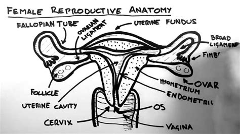 Female Reproductive System Diagram - exatin.info