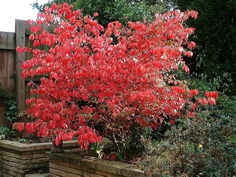 Euonymus Alatus Thunb Siebold Burning Bush Seeds Etsy