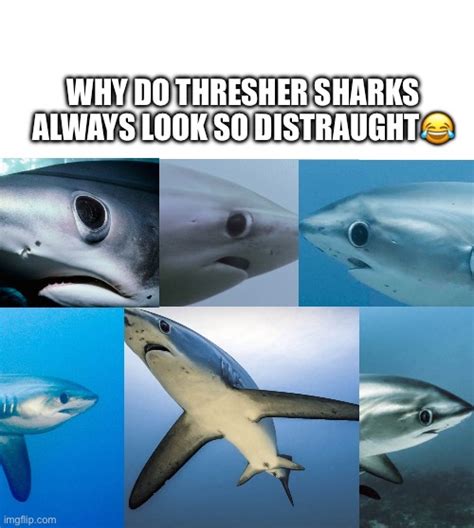 Thresher Sharks Imgflip