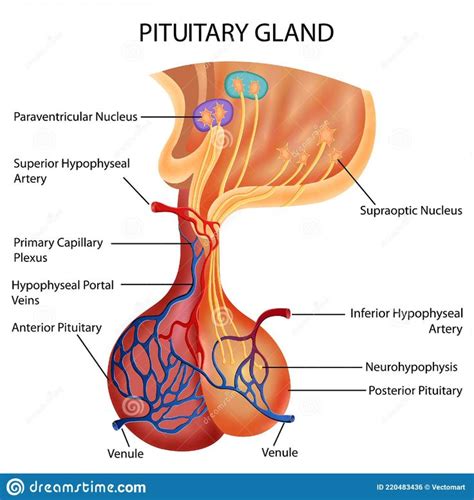 Dibujo De La Hipófisis Humana Para El Estudio De La Ciencia Biología