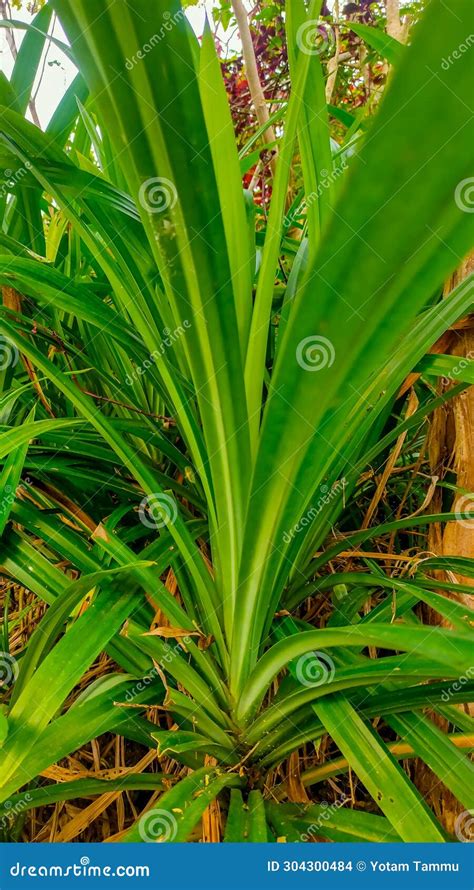 Pandan Leaves Are Used As A Leaf Fragrance And Natural Food Coloring