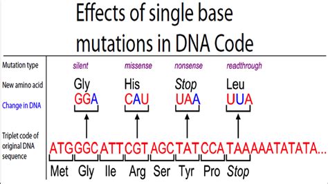 3 1 Genes The Biology Classroom