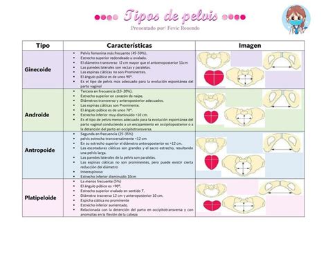 Tipos De Pelvis Fevic Rosendo Udocz