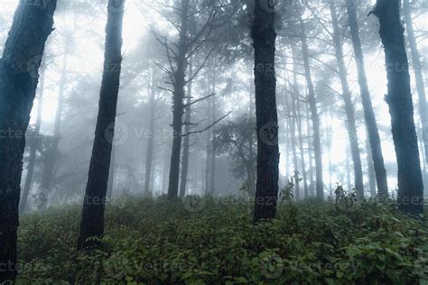 dark forest during a foggy,forest pine in asia 3435731 Stock Photo at ...