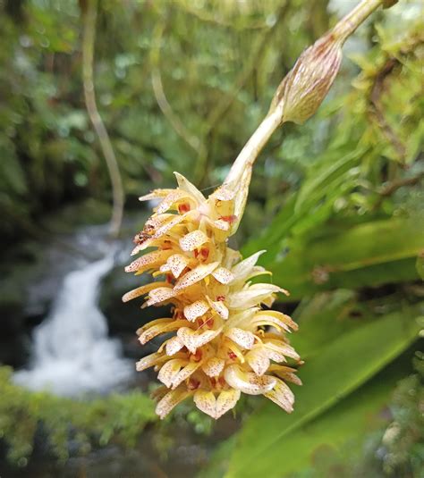 Bulbophyllum Placochilum Orchidaceae Image At Phytoimages Siu Edu