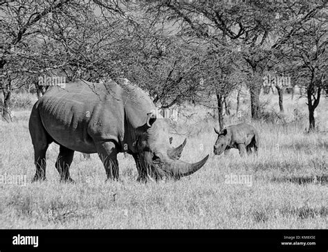 A White Rhinoceros Mother And Calf In Southern African Savanna Stock