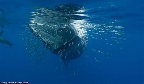 Veja Uma Baleia Engolindo Um Cardume Inteiro De Sardinhas