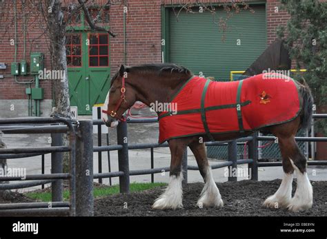 Budweiser clydesdale horse hi-res stock photography and images - Alamy