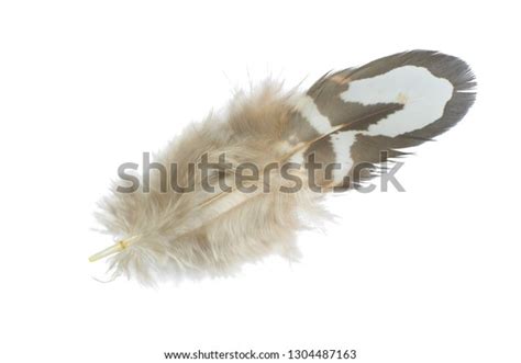 35157 Vulture Feather Images Stock Photos And Vectors Shutterstock