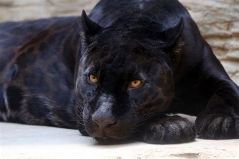 20 Amazing Panther Facts You Probably Never Knew - Facts.net