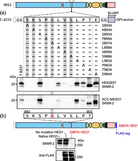 Alanine Scanning Of Skm Epitope A Schematic Shows The Position Of