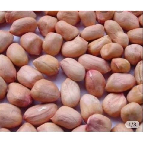 Jual Benih Kacang Tanah Varietas Gajah 1kg Original Shopee Indonesia