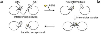 Biotin Ahx Lpetgs Nh Lifetein Peptide Blog