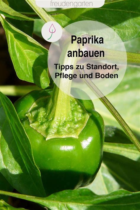 Paprika Selbst Anbauen Balkon De Balkon