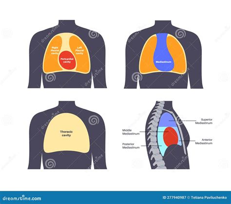 Mediastinum Infographic Poster Cartoon Vector Cartoondealer