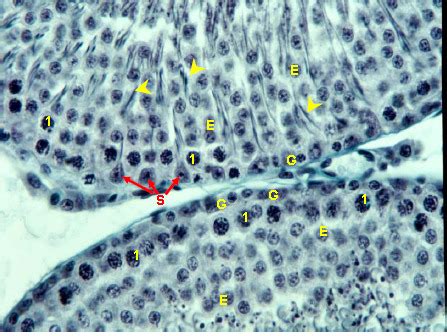 Male Repro Histology Flashcards Quizlet