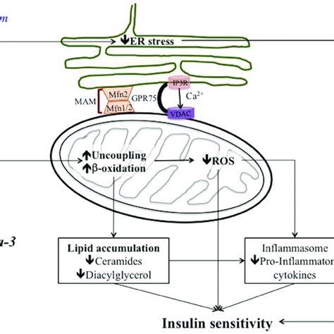 Proposal Mechanism Of Omega Pufa Effects On Insulin Sensitivity