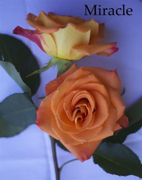 Flirty Fleurs The Florist Blog Inspiration For Floral Designers Orange Roses Rose Varieties