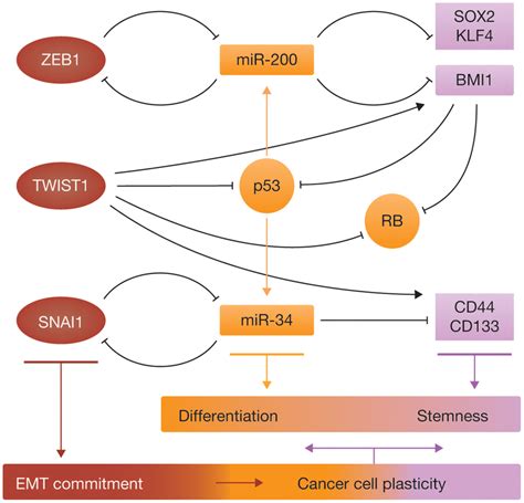 Crosstalk Between Emt Tfs P53 And Rb Pathways And Stemness Factors In