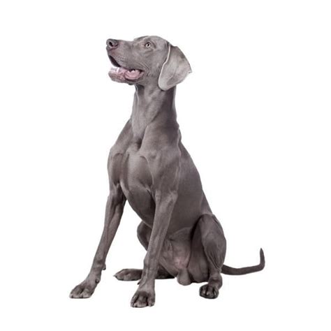 Perro Braco De Weimar O Weimaraner Car Cter Y Caracter Sticas Con