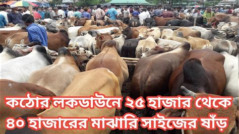 আজ ৭ জুলাই বুধবার ২৫ হাজার থেকে ৪০ হাজারের মাঝারি সাইজের ষাঁড়