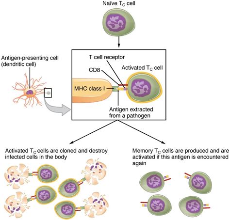 The Adaptive Immune Response T Lymphocytes Anatomy And Physiology Ii