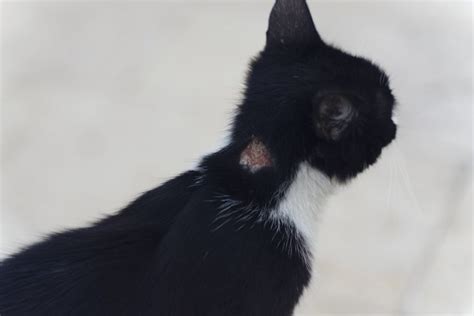 Cat Has Scabs On Neck But No Fleas