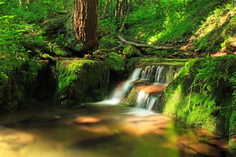 Fotos Gratis Paisaje Rbol Naturaleza Cascada Arroyo Desierto