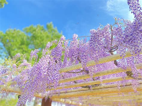 Wisteria Flowers K Free Photo On Pixabay Pixabay