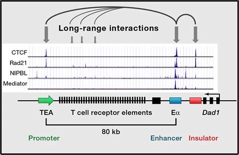 Ctcf And Cohesin Linking Gene Regulatory Elements With Their Targets Cell