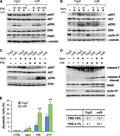 Synergistic Effects Of Vemurafenib PIK75 MiR126 On The PI3K AKT And